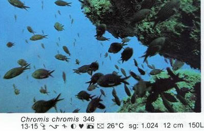 Chromis chromis